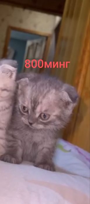 Mushukchalar sotiladi