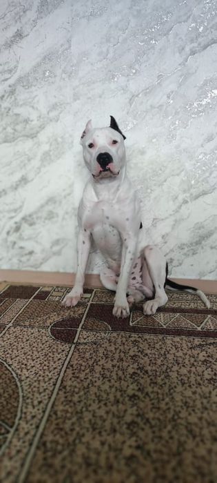 Вязка. Питбуль 2 года