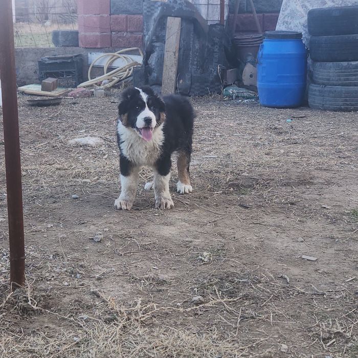 Кайнар булак дача