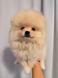Pomeranian superb cu pedigree!