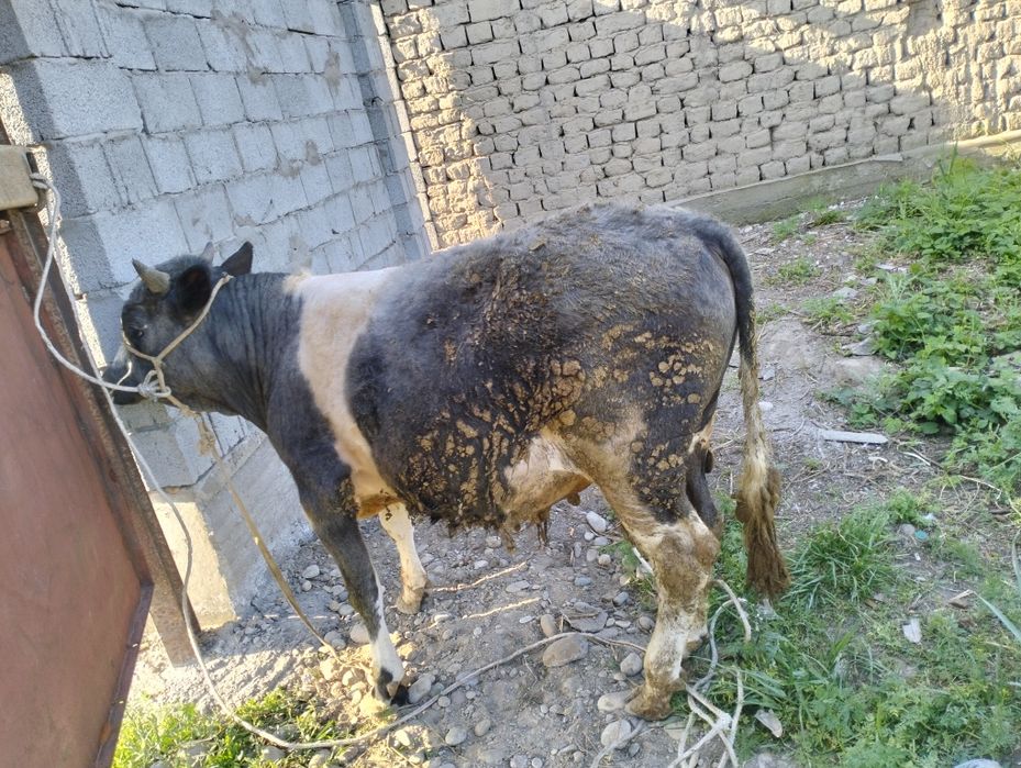 1 жастан асқан семіз Бұза сатылады!