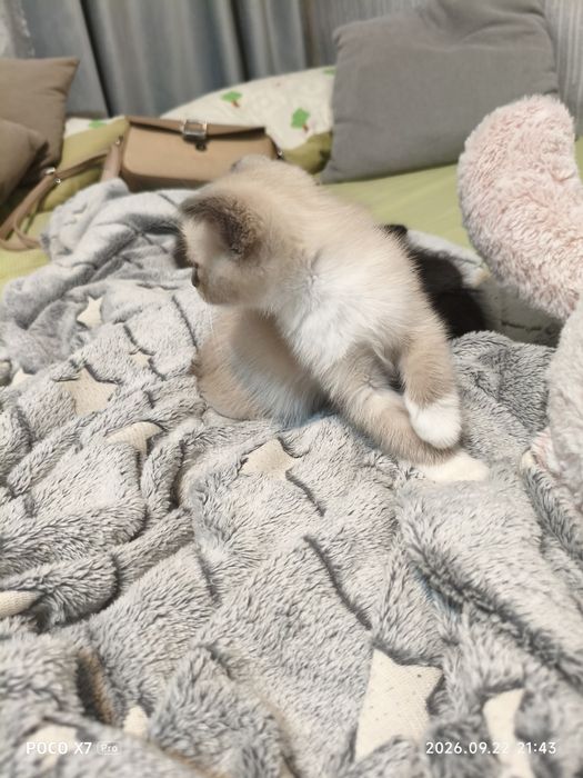 Отдам очаровательных котят в добрые руки
