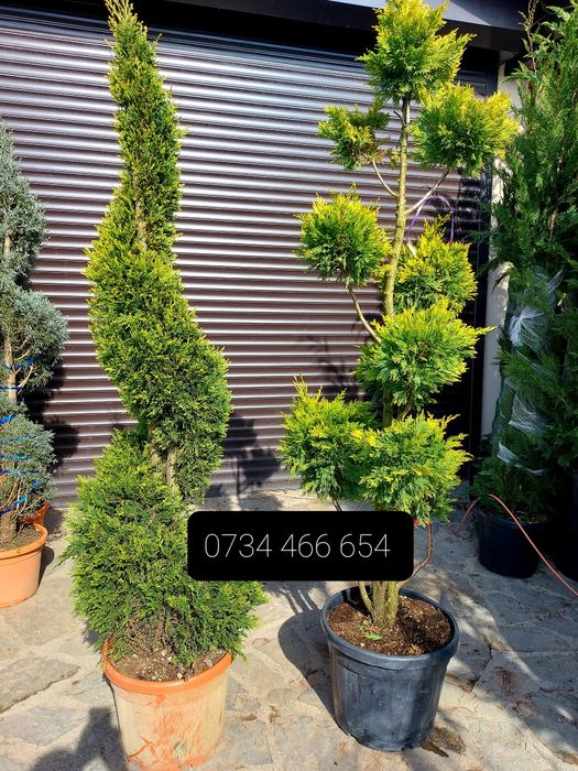 Vand tuia smaragd  și columnaris