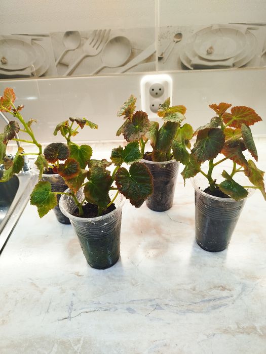 Цветок   Бегония