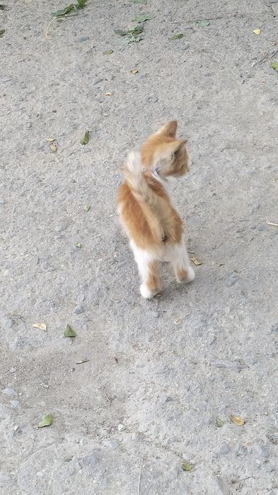 Котенка в добрые руки