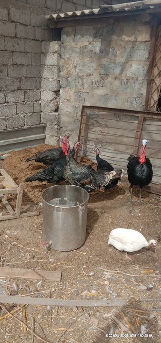 Индюки. Куркетауык.