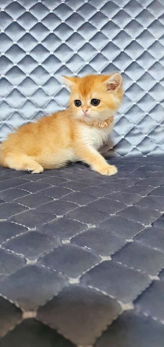Zalatistiy shinshila ny12 sotiladi