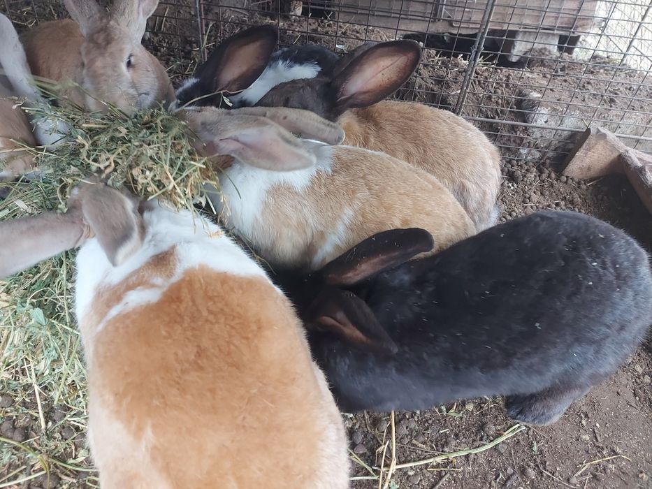 Iepuroi,  8 luni , 100 lei/buc