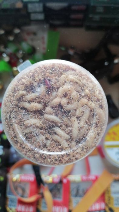 Опариш ва чувалчанглар