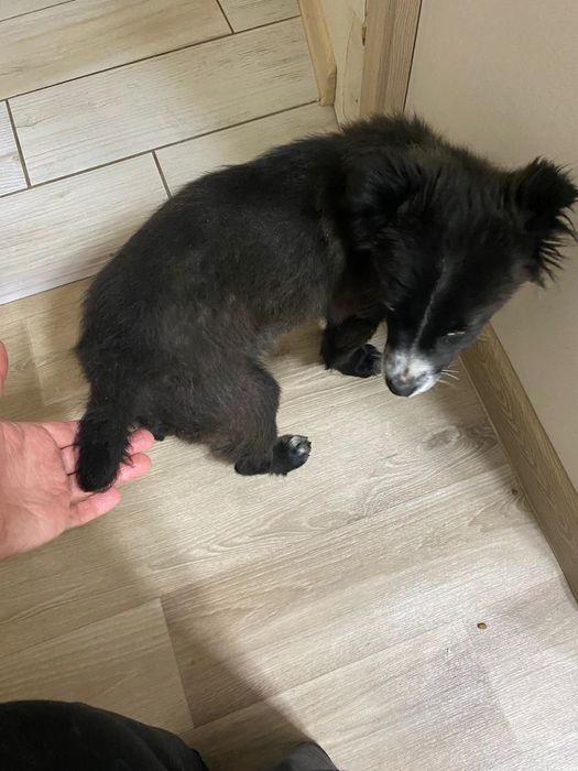 Дарю красивого щенка