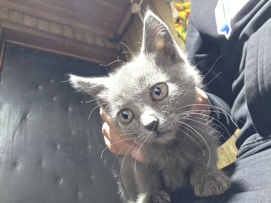 Отдам котят в добрые руки