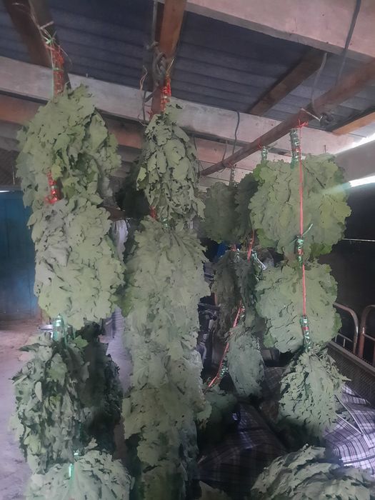 Продам веники дубовые