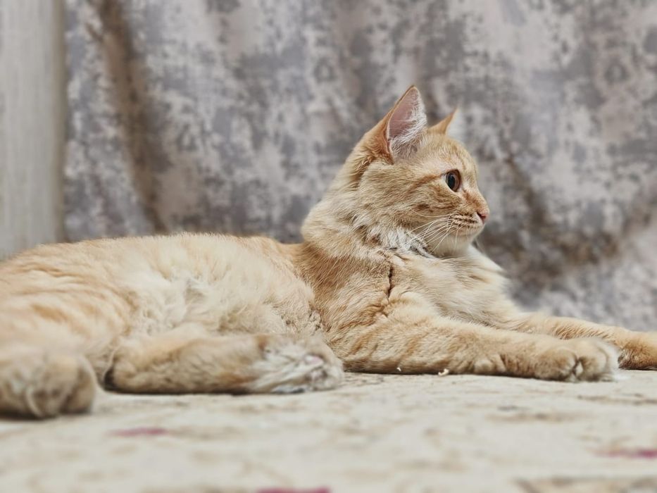 Кот. Котенок. Рыжик