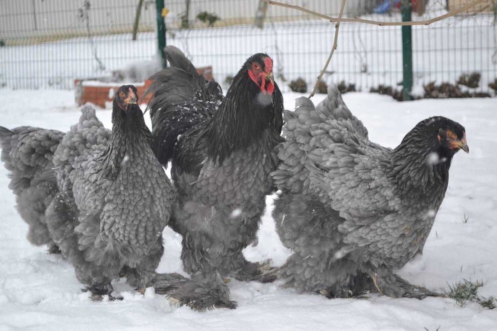 Инкубационное яйцо бройлера и несушки и других птиц