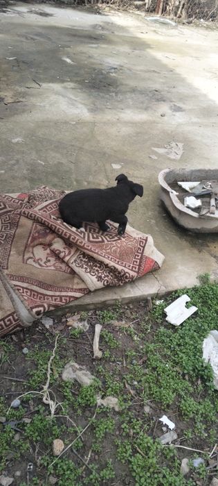 Отдам а хорошие руки