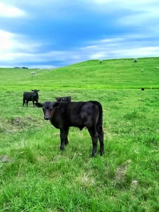 Vand casa batranesca Sopotul Nou si 24ha pasune total 125000euro