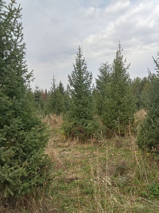 Продается ёлки таньшаньские европейские