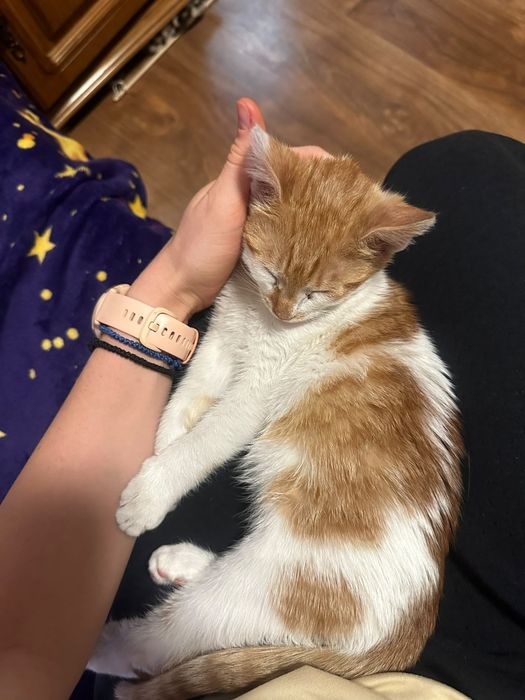 Dau spre adoptie pui de pisica