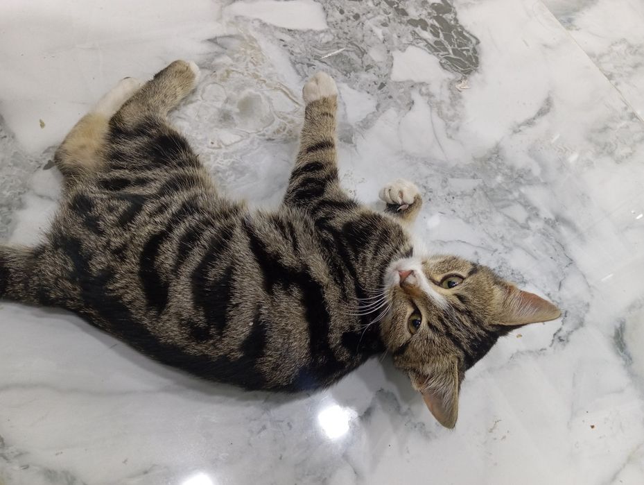 Porodiyali uy mushugi sotiladi, faqat yaxshi qoʻllarga .