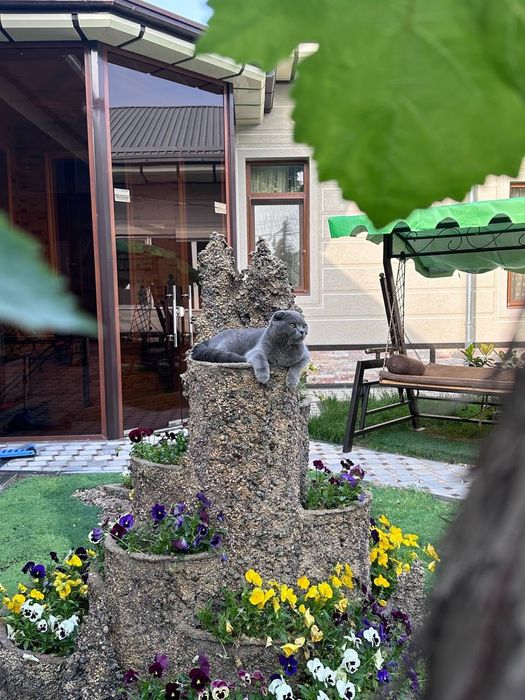 Элитный скоттиш фолд