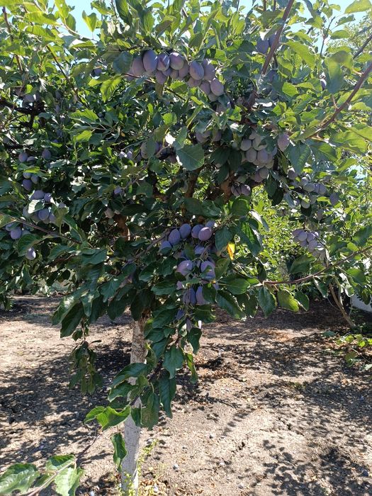 PERFECT HOUSE! Къща до морето + 1 дка овощна градина. СПЕШНО!