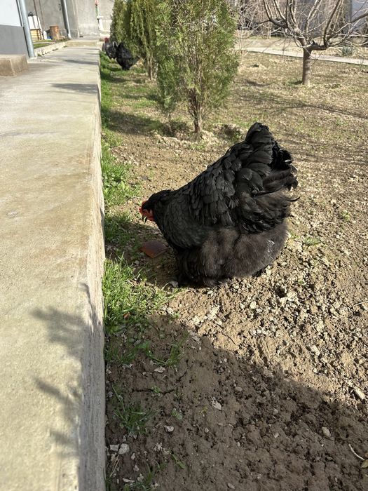 Алмазние Кох Koxinxin гигант Товук