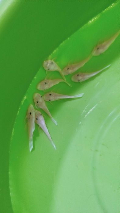 Сомик L144 "снежок"