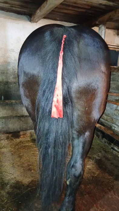 De vânzare iapa gestanta