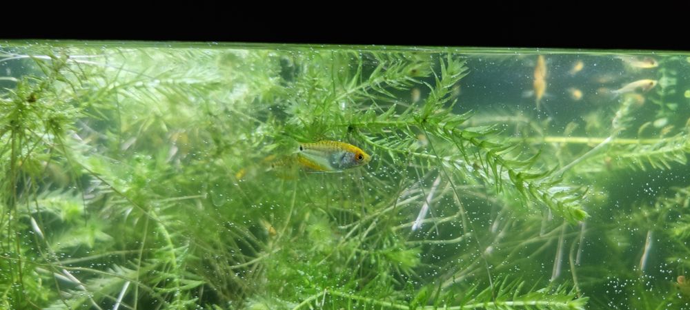 Vând pești de acvariu gourami/gurami red gold