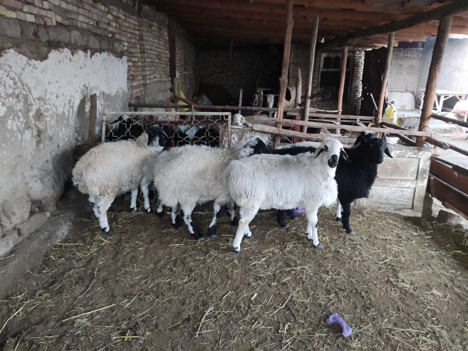 Qazoqi quchqorlar sotiladi