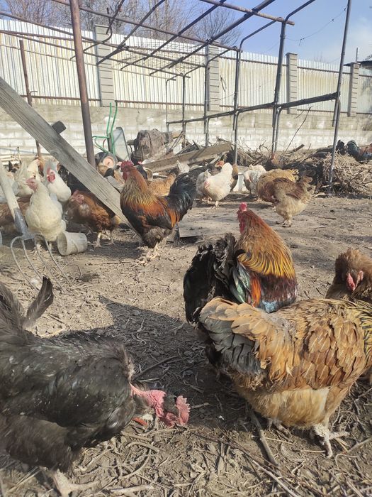 Продам петухов домашных