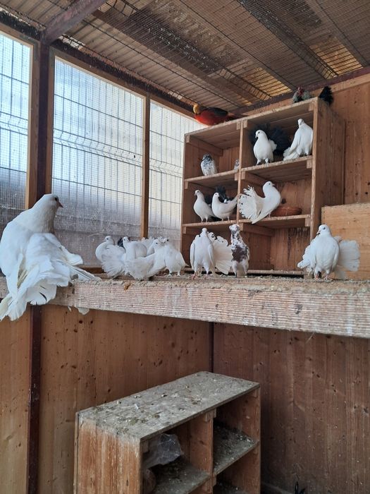 Vând Porumbei de rasă Fauri Albi