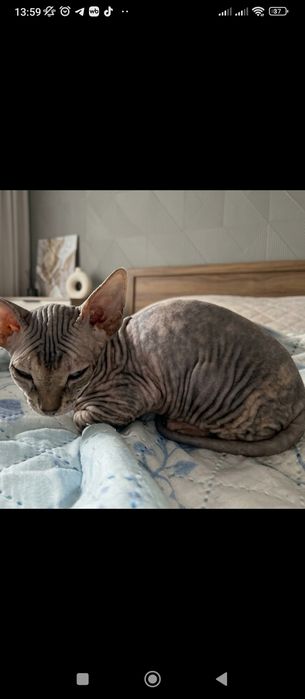 Продам котенка Сфинкс