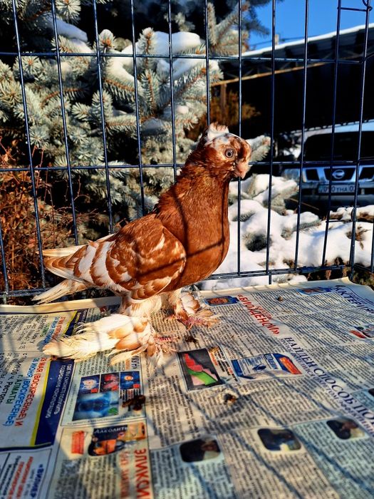 Продам голубку капканку