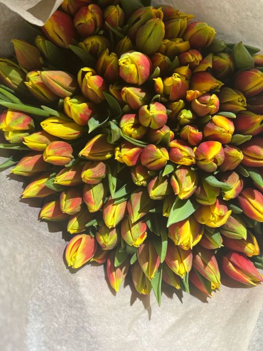 Тюльпаны оптом и в розницу