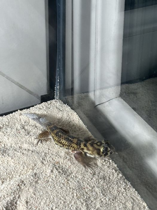 Террариум для геккона