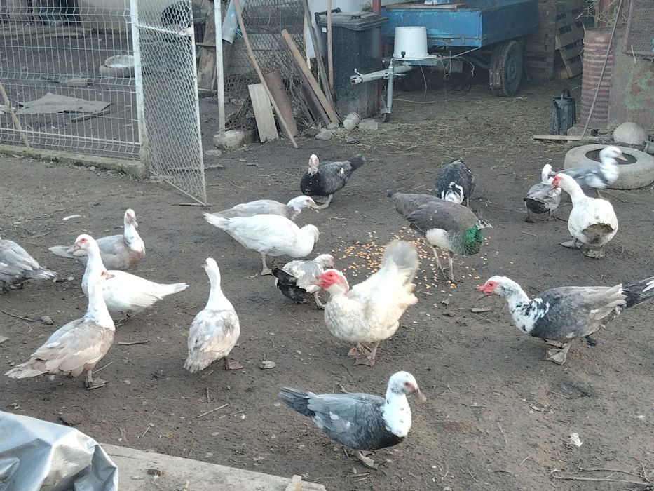 Vând rată.   mută