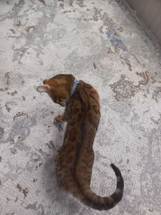 Bengal 2 yoshi aqlli