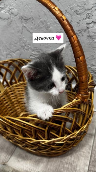 Отдам котят в хорошие руки