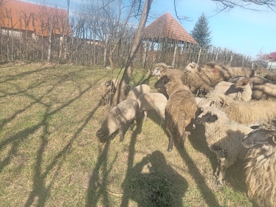 Vând 13 oi tinere 8 la a 3 fătare și 5 la prima fătare preț 650 bucata