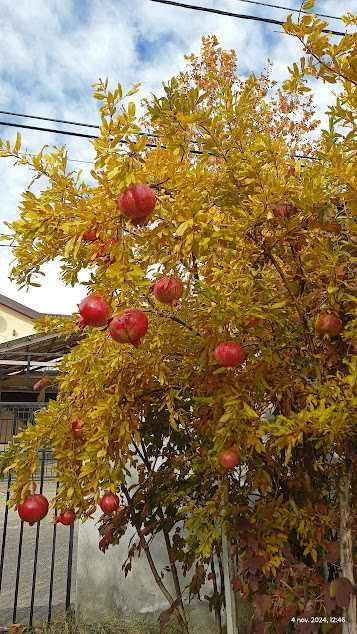 Rodiu de plantat în grădină