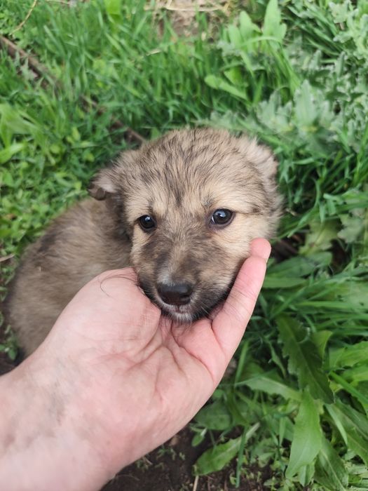 Щенок мальчик пёс собака кобель