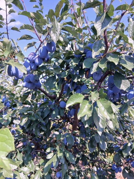 Salut  am prune naturale