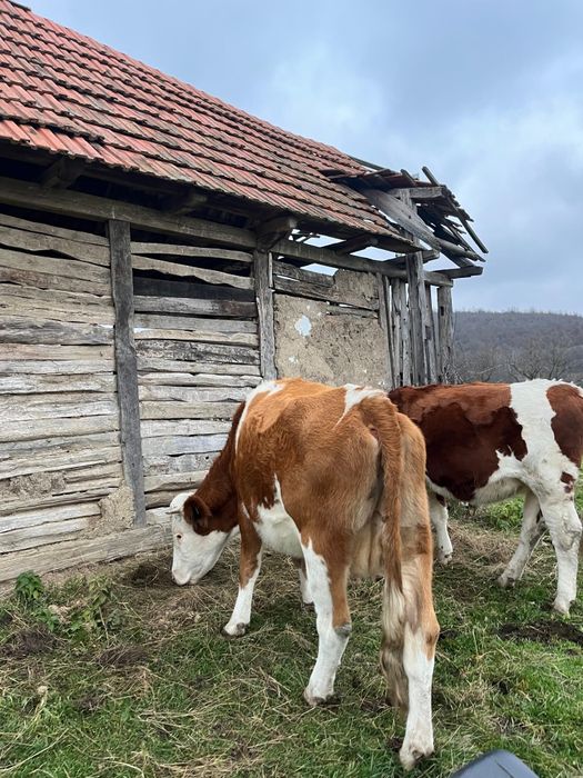 Am spre vânzare 2 vaci