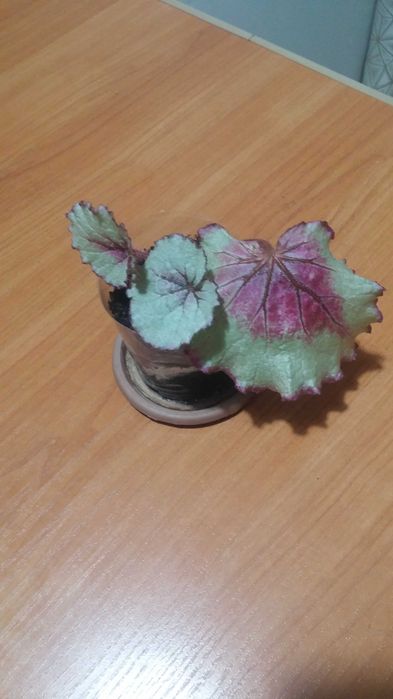 Бегония комнатная