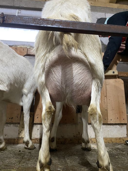 Vand tapisori saanen din mame bune de lapte