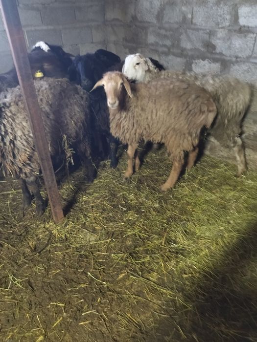 Тоқты сатам. Продам.