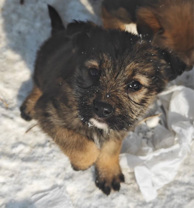 Щенки-сироты ищут дом