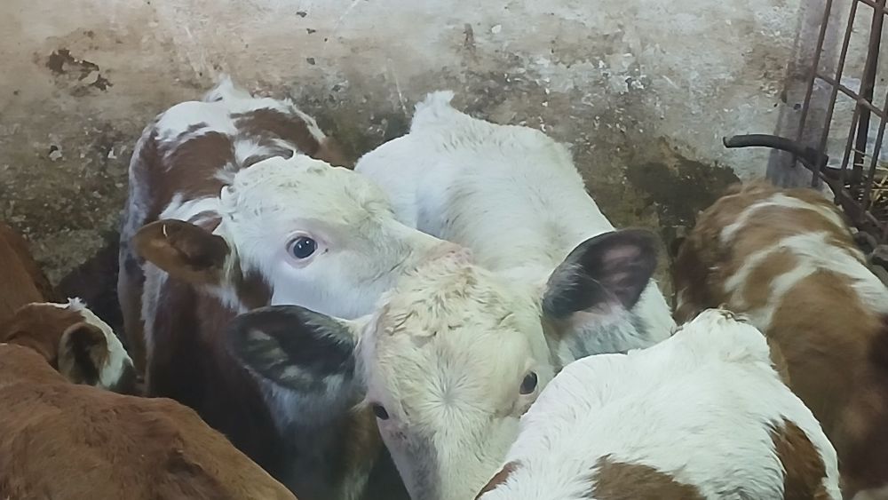 Vitei baltata si belgian