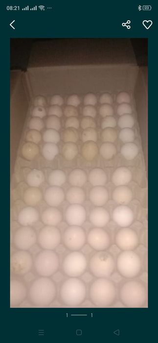 Инкубационые яйца КОБ 500